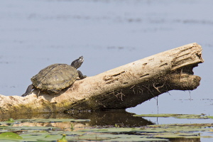 Wasserschildkröte