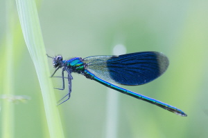 Gebänderte Prachtlibelle