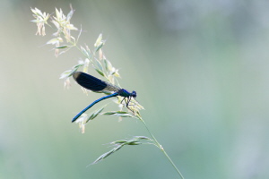 Gebänderte Prachtlibelle