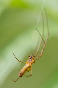 Gemeine Streckerspinne