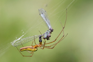 Gemeine Streckerspinne