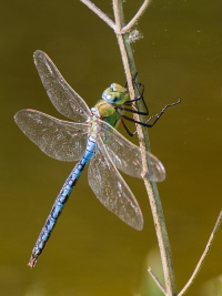 Große Königslibelle