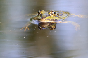 Teichfrosch