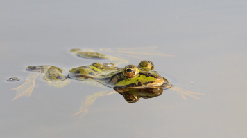 Teichfrosch