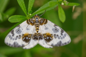 Ulmen Fleckenspinner