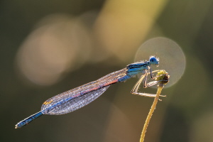 Blaue Federlibelle