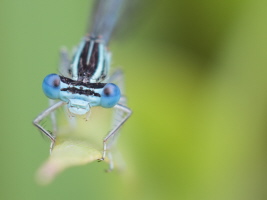 Blaue Federlibelle