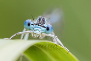 Blaue Federlibelle