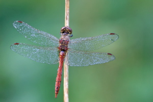 Blutrote Heidelibelle