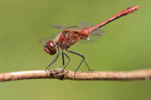 Blutrote Heidelibelle