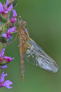 Feuerlibelle