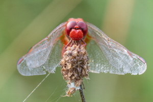 Feuerlibelle