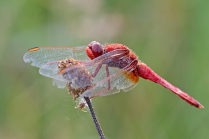 Feuerlibelle