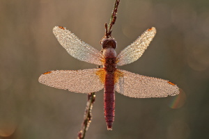 Feuerlibelle