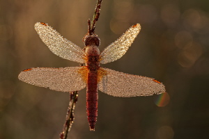 Feuerlibelle