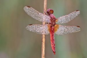 Feuerlibelle