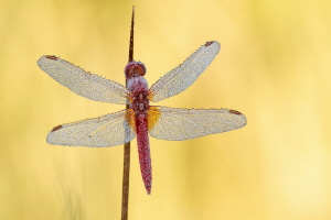 Feuerlibelle