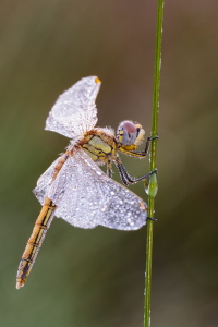 Frühe Heidelibelle