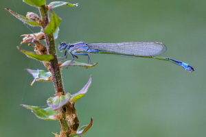 Grosse Pechlibelle