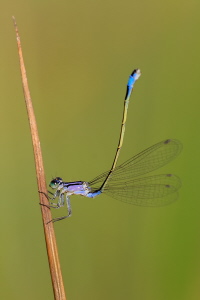 Grosse Pechlibelle