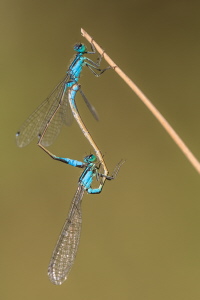 Grosse Pechlibelle