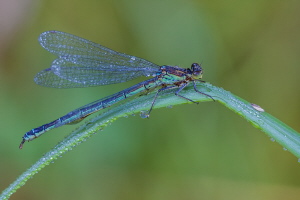 Grosse Pechlibelle