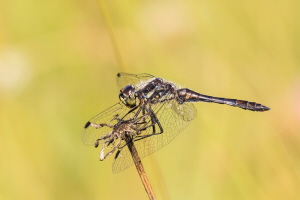 Schwarze Heidelibelle