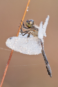 Schwarze Heidelibelle