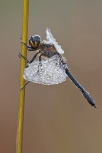 Schwarze Heidelibelle