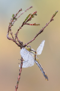 Schwarze Heidelibelle