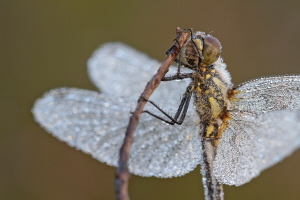 Schwarze Heidelibelle