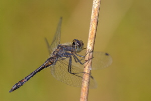 Schwarze Heidelibelle