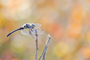 Schwarze Heidelibelle