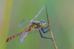 Sumpf Heidelibelle