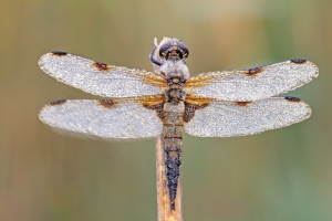 Vierfleck Libelle