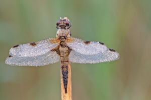 Vierfleck Libelle