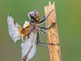 Vierfleck Libelle