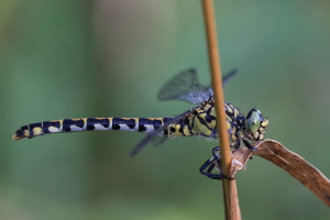 Zangenlibelle