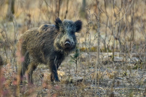 Wildschwein