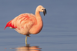 Chileflamingo