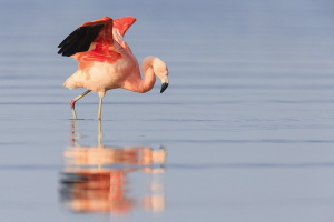 Chileflamingo