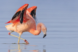 Chileflamingo