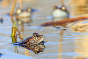 Grasfrosch