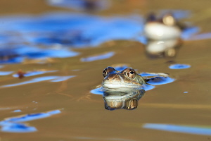 Grasfrosch