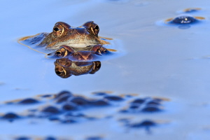 Grasfrosch