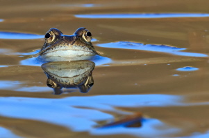 Grasfrosch