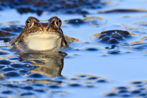 Grasfrosch