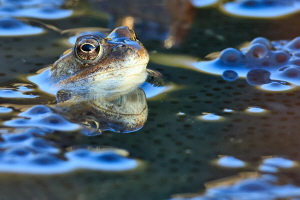 Grasfrosch