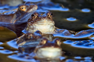 Grasfrosch