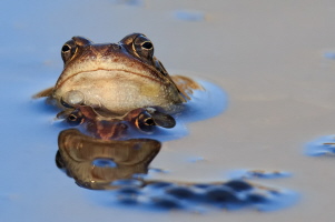 Grasfrosch